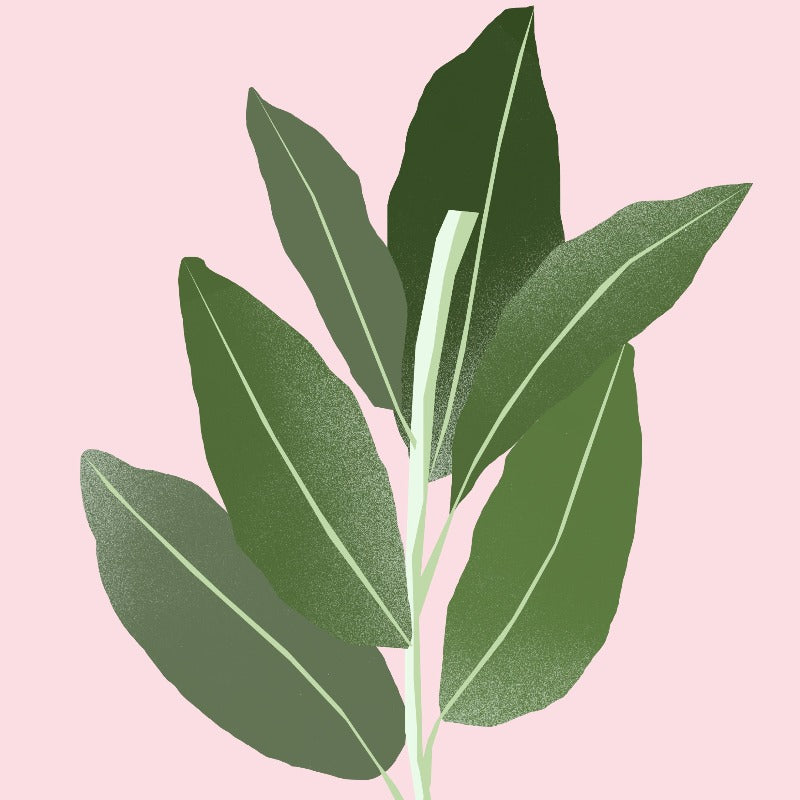 Clary Sage Essential Oil from The Nature of Things