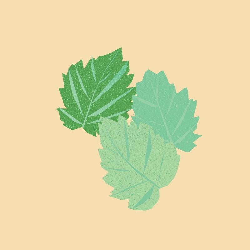 Patchouli Essential Oil from The Nature of Things